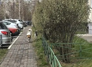 Красноярцы завалили мэрию сообщениями о бродячих собаках