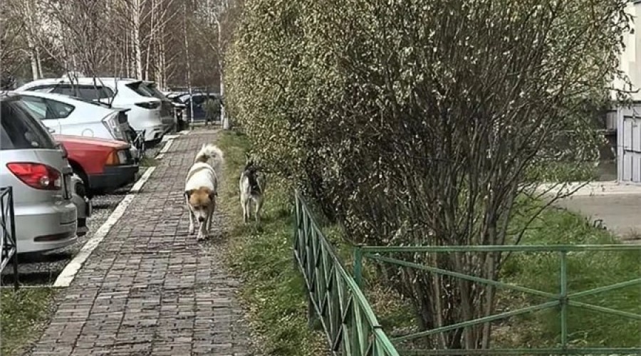 Красноярцы завалили мэрию сообщениями о бродячих собаках