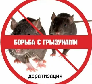 В Красноярске началась масштабная борьба с грызунами: жителей просят быть бдительными